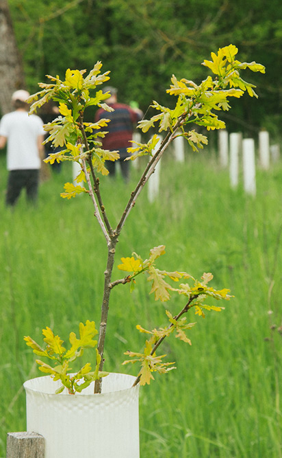 Gepflanzte Buche in einem Waldstück in Berlin