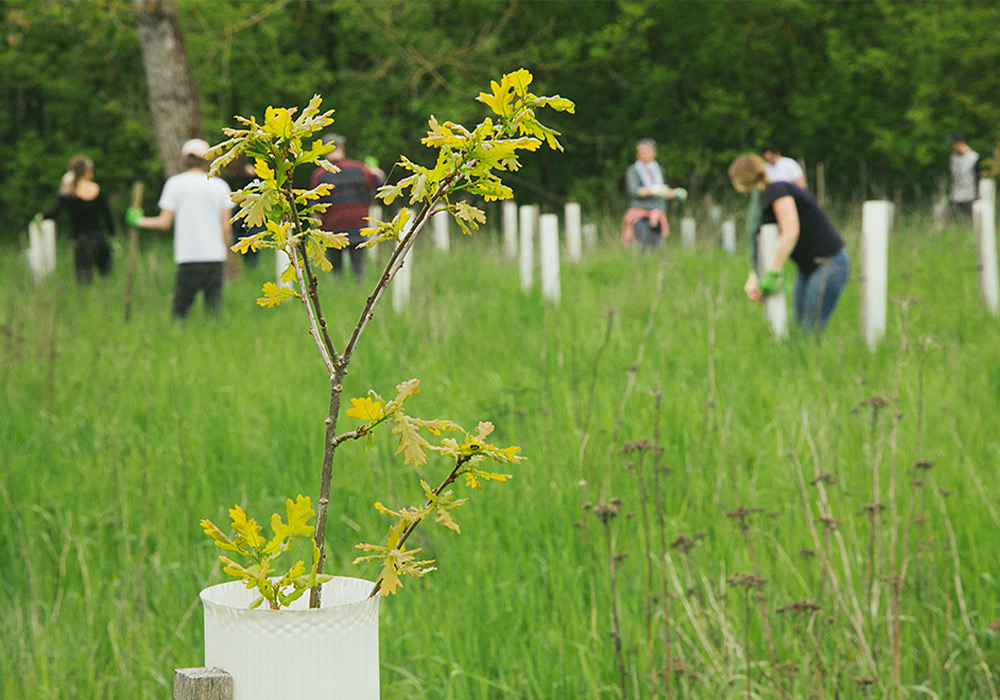 Gepflanzte Buche in einem Waldstück in Berlin